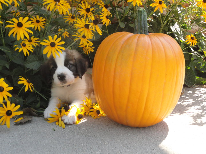 2025 Buffalo River Pumpkin Patch - Ticket Package